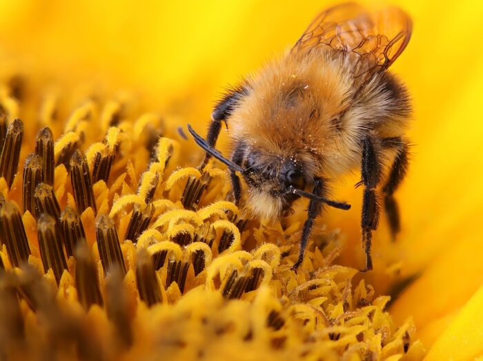 Une abeille qui butine, symbolisant la mise en place d'une stratégie personnalisée de développement durable au sein de son territoire